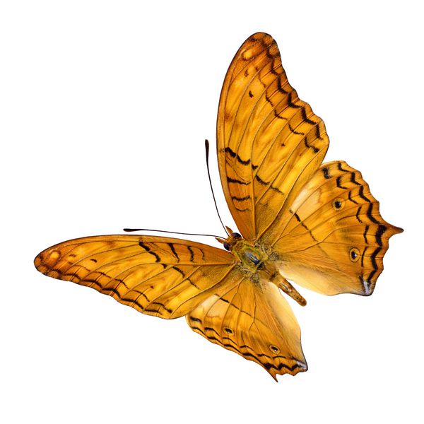 پروانه بال مشترک زیبا Cruser Cruiser که بالهای بالایی دارد پرواز می کند تا در زمینه سفید جدا شود Vindula erota
