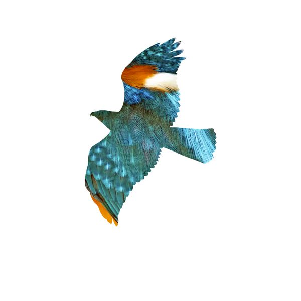 هنر پرنده کار هنری پرهای رنگارنگ Kingfisher و پرنده طعمه تصویر پرنده جدا شده زمینه سفید