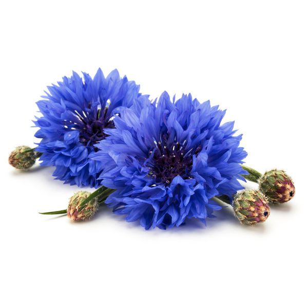 دکمه گل گیاه گل گیاه ذرت آبی یا کارشناسی ارشد جدا شده در برش پس زمینه سفید