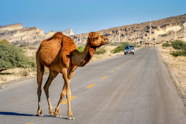 شتر در حال عبور از جاده در جزیره قزل خلیج فارس ایران