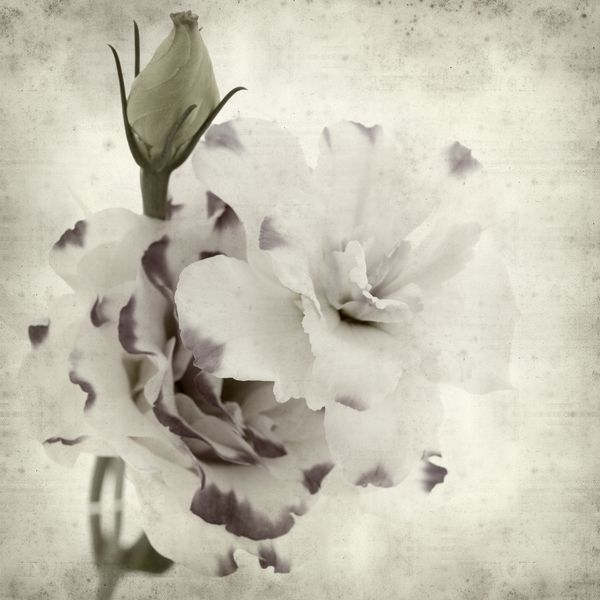 زمینه کاغذ قدیمی بافت با گل سفید و آبی Lilianthus