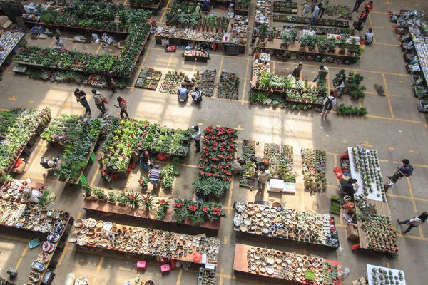 کونمینگ چین 7 اکتبر 2016 مردم در بازار گل Kunming Dounan بزرگترین بازار گل در آسیا و یکی از مهم ترین در جهان