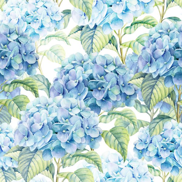 تصویر آبرنگ Hydrangea پس زمینه بدون درز از گل آبی