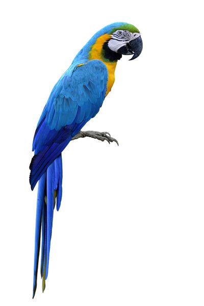 آبی و طلایی Ara ararauna یا ماکاو آبی و زرد طوطی پرنده ماکاو زیبا که در پس زمینه سفید جدا شده حیوان مجذوب