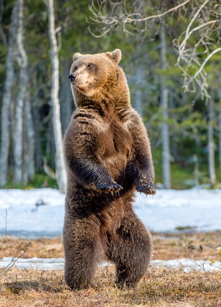 خرس قهوه ای Ursus arctos که روی پاهای عقب خود روی یک باتلاق در جنگل بهاری ایستاده است
