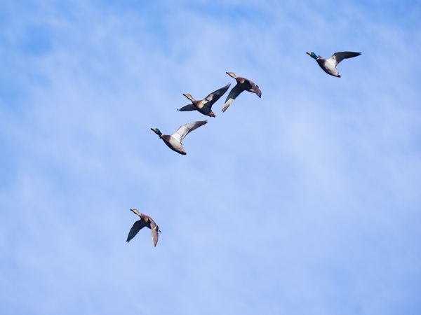 اردک در پرواز