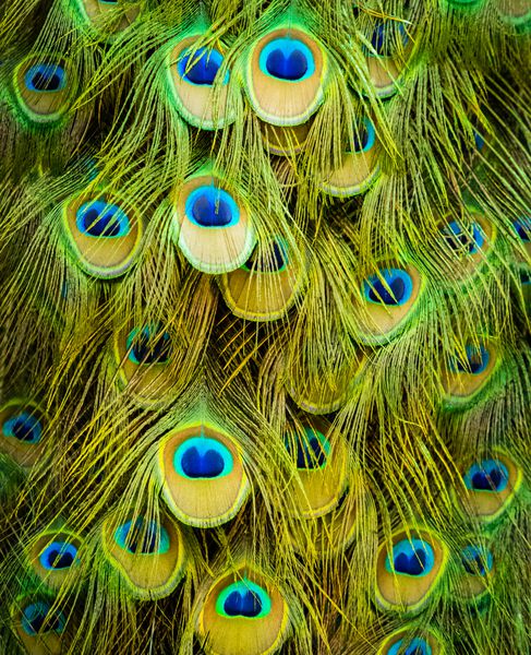پس زمینه پر طاووس