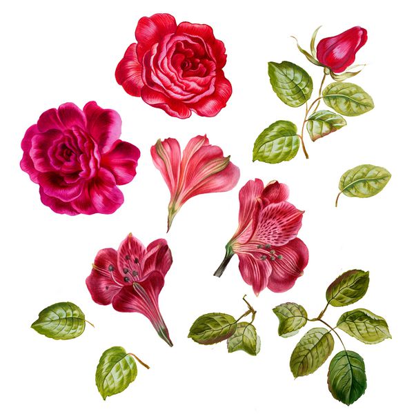 گلهای رز و صورتی در آبرنگ قرار دارد گل های پرنعمت دست کشیده شده گلهای باغ برای روزهای ولنتاین و عروسی فروش و سایر برنامه های نقاشی شده به سبک آبرنگ