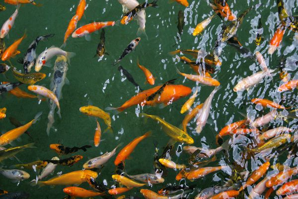 ماهی پر رنگ Koi از بالا در حوضچه دیده می شود