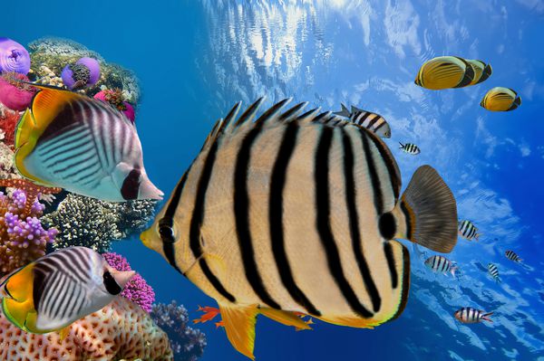 دنیای زیر آب شگفت انگیز و زیبا با مرجان ها و ماهی های گرمسیری دریای سرخ