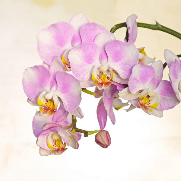 گلهای ارکیده Phalaenopsis