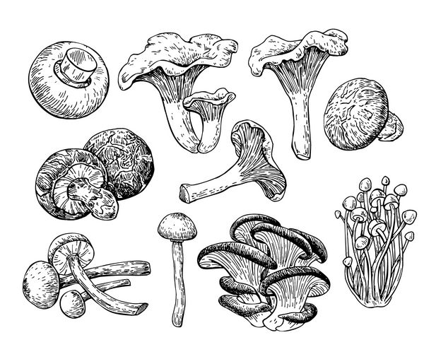 تصویر بردار دستی قارچ کشیده شده طرح غذایی جدا شده Sketch Champignon enokitake صدف عسل آگار لوستر shititake محصول گیاهی ارگانیک برای منو برچسب بسته بندی