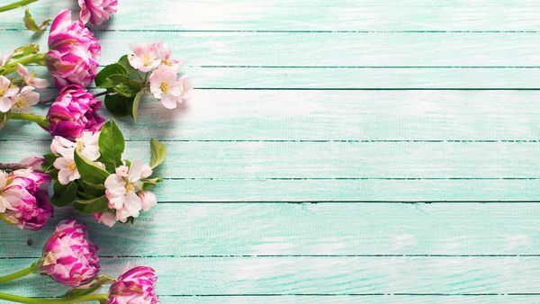 حاشیه ای از گلهای لاله های بهاری و گلهای درخت سیب بر روی زمینه چوبی فیروزه ای رنگی تمرکز انتخابی مکان برای متن تصویر با تن