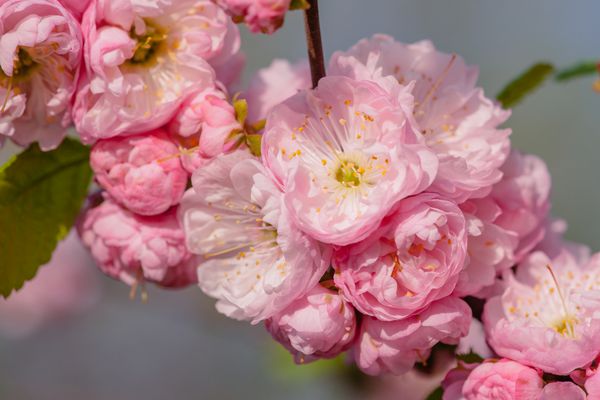 گلهای صورتی از گل آلو یا گل بادام گل Prunus triloba در پرتو خورشید تنظیم می شود بعضی اوقات درخت به آن گیلاس درختچه ای گفته می شود