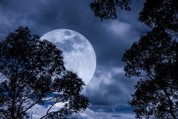 شاخه های درختان را در برابر آسمان شب با ماه کامل بر طبیعت آرام ببخشید چشم انداز زیبا با ماه بزرگ بیرون از منزل در شب