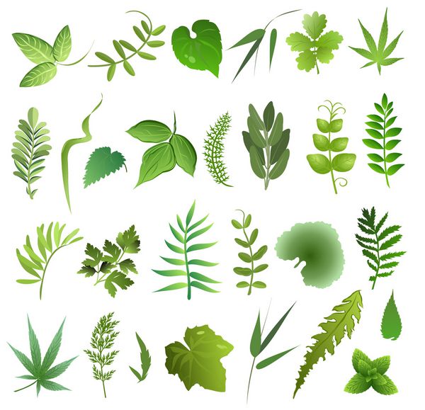 برگ گیاهان دارویی مجموعه ای از وکتورهای کشیده شده از برگهای سبز بر روی زمینه سفید