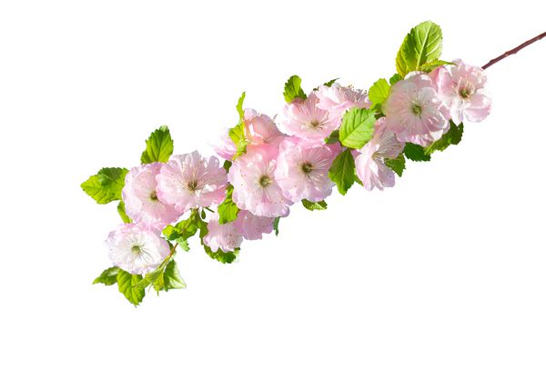 شاخه شکوفه بادام PRUNUS TRILOBA با زمینه سفید تمرکز انتخابی