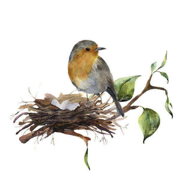 رابین آبرنگ در لانه با تخم مرغ نشسته است تصویر رنگی دست با پرنده و شاخه چوب جدا شده در زمینه سفید چاپ طبیعت برای طراحی