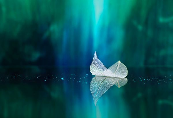 برگ شفاف سفید روی سطح آینه با بازتاب در کلان پس زمینه سبز تصویر انتزاعی هنری از کشتی در آبهای دریاچه قالب مرز تصویر طبیعی هنری رویایی برای سفر
