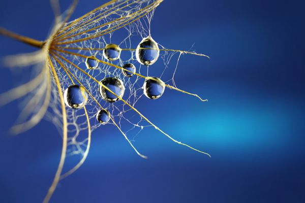 آب ماکرو را در نزدیکی باران باران فرو می اندازد تا گل قاصدک بذر را در پس زمینه آبی رنگ کند تصویر زیبا spiderweb قالب مرزی چکیده برای طراحی