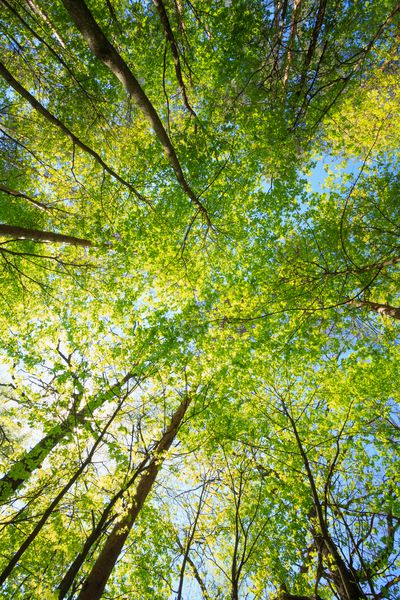 تابستان تابستان خورشید می درخشد از طریق سایبان درختان بلند افرا طبیعت تابستانی روز آفتابی شاخه های فوقانی درخت با شاخ و برگ تازه سبز پس زمینه وودز فضای سبز رنگ سبز Trend 2017