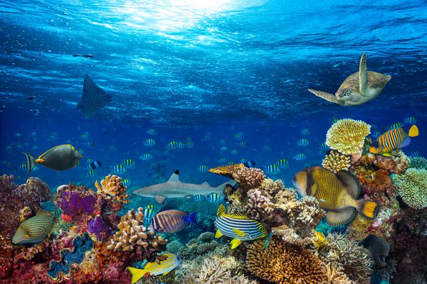 پس زمینه منظره صخره های مرجانی در زیر آب در اقیانوس آبی عمیق با ماهی های رنگارنگ و زندگی دریایی