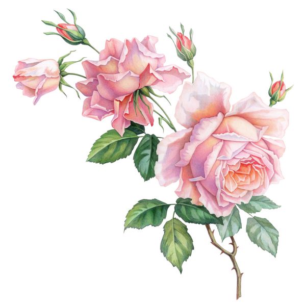 گلهای رز صورتی و سفید گلهای رز جدا شده در پس زمینه سفید مداد رنگی تصویر آبرنگ