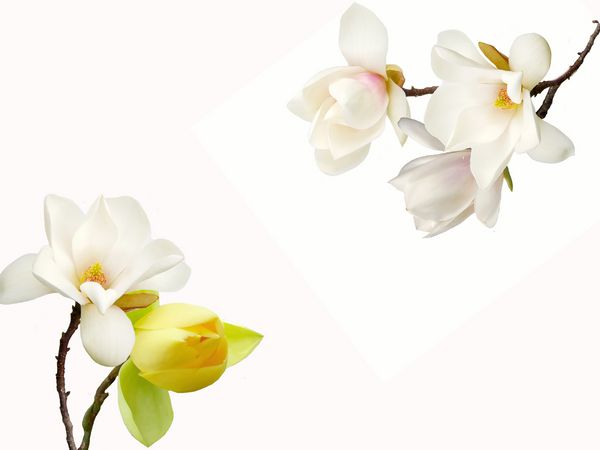 گل زیبای ماگنولیا با زمینه سفید