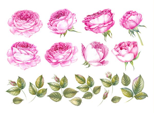 مجموعه پرنعمت گلهای شکوفه تصویر آبرنگ گیاه شناسی گل رز کارت پستال برای تبریک عروسی یا دعوت طراحی پارچه