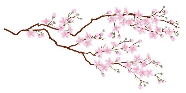 شاخه افقی شکوفه های گیلاس تصویر برداری واقع گرایانه در پس زمینه جدا شده