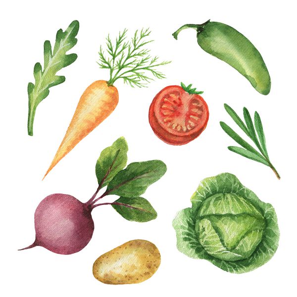 سبزیجات و گیاهان آلی آبرنگ که بر روی زمینه سفید جدا شده اند محصولات مزرعه تازه برای طراحی غذای سالم آشپزخانه بازار منو