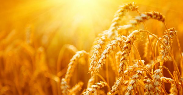 مزارع گندم گوش های گندم طلایی نزدیک است چشم انداز غروب زیبا از طبیعت زیبا مناظر روستایی تحت تابش نور خورشید زمينه رسيدگي گوش هاي مزارع گندم زراعي مفهوم برداشت غنی تبلیغات