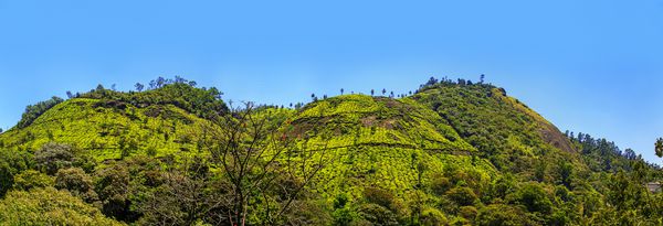 مزارع چای در Munnar کرالا هند نماهای خیره کننده از تپه های سبز با آسمان آبی