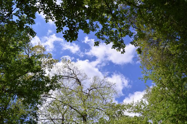 آسمان آبی با درختان