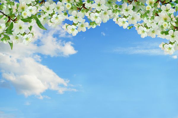 شاخه های گیلاس شکوفه در برابر یک آسمان آبی با ابرها پانوراما زمینه طبیعی بهار