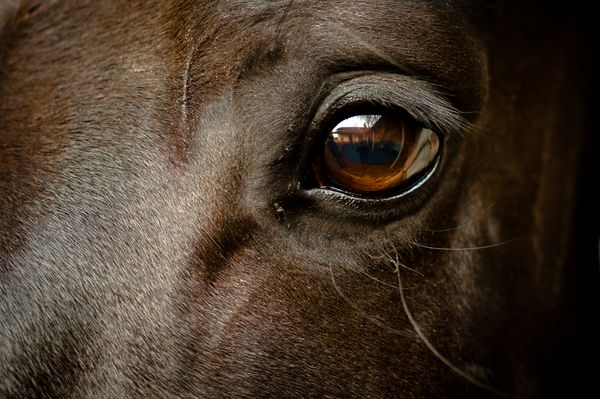 چشم یک اسب سیاه