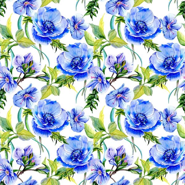 الگوی گل شقایق گل گل وحشی به سبک آبرنگ جدا شده است نام کامل گیاه شقایق آبی گل وحشی Aquarelle برای پس زمینه بافت الگوی بسته بندی قاب یا حاشیه