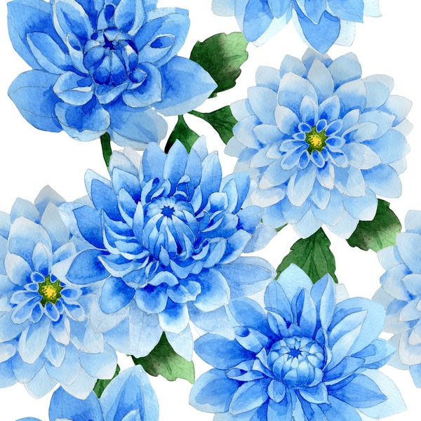 گل گل وحشی گل داهیلا به سبک آبرنگ جدا شده است نام کامل گیاه آبی داهیلا گل وحشی Aquarelle برای پس زمینه بافت الگوی بسته بندی قاب یا حاشیه