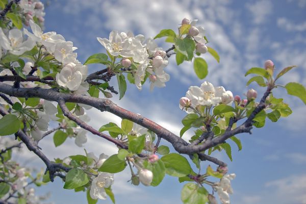 بهار گل پامچال گلبرگهای گل روی درخت درخت مملو از درختان سیب زیبا و شکوفه است