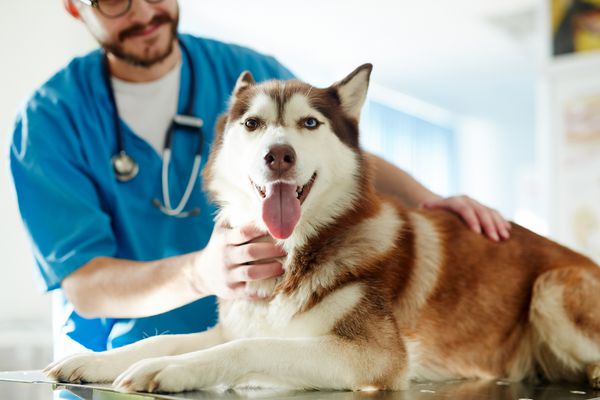 سگ گاو نر سیبری ناز که در کلینیک های دامپزشکی معاینه می کند