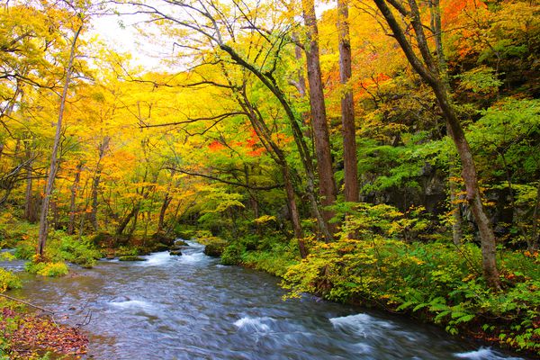 رنگهای پاییزی رودخانه اویراز واقع در استان آئموری ژاپن
