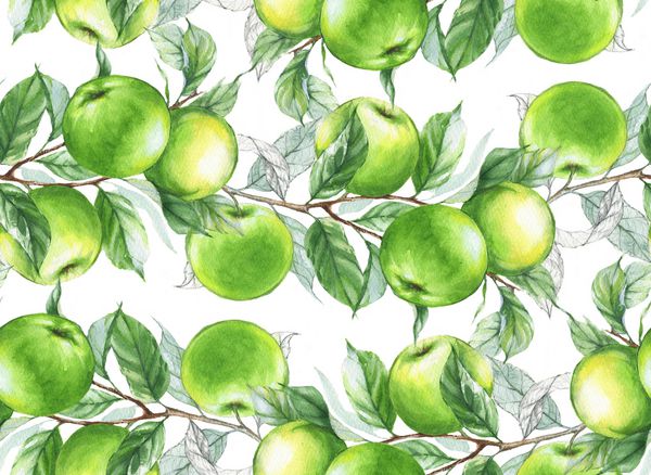 الگوی بدون درز آبرنگ دستی با شاخه های سیب سبز در زمینه سفید زمینه های میوه ای تکرار شده