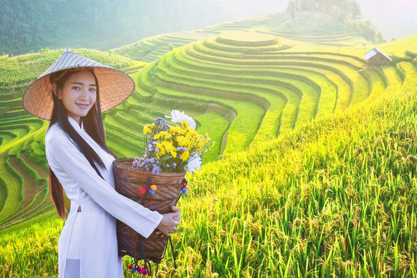 یک زن زیبا با لباس سنتی فرهنگ ویتنام Ao dai و برگزاری نیلوفر آبی در مزارع برنج در تراس Mu Cang Chai YenBai مزارع برنج برداشت محصول را در شمال غربی ویتنام آماده می کند