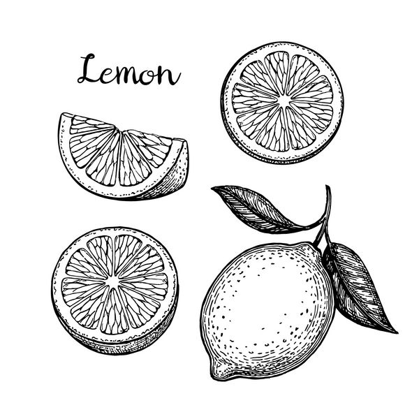 مجموعه لیمو جدا شده بر روی زمینه سفید تصویر برداری دستی کشیده شده سبک یکپارچهسازی با سیستمعامل