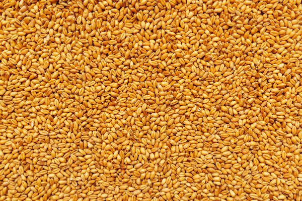 نمای برتر دانه غلات گندم جو برداشت شده به عنوان پس زمینه تولید محصولات کشاورزی یا کشاورزی