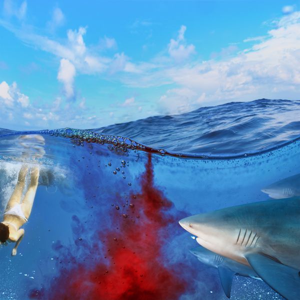 تقسیم تصویر دو بخش در زیر آب و نمای اقیانوس کوسه ها از طریق ابر خون به شناگران حمله می کنند