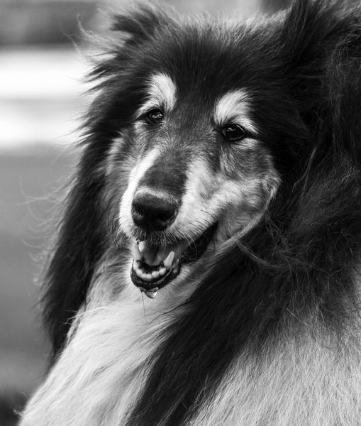 پرتره سیاه و سفید یک سگ کولبی کامل