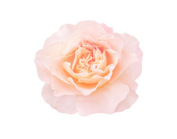 گل رز تک نارنجی جدا شده بر روی زمینه سفید گل رز هلو