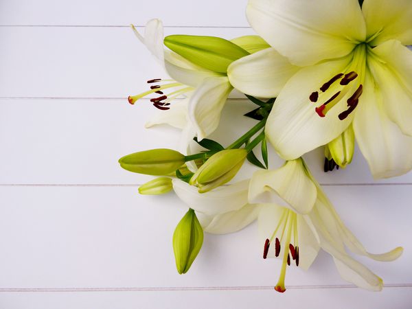 دسته گل های زیبا از گلهای لیلی با رنگ سفید و گلهای لیلی با زمینه چوبی سفید