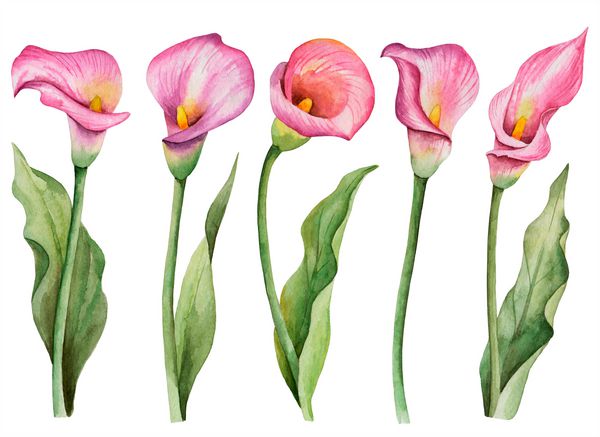 مجموعه گلهای آبرنگ تصویر گلدار دستی گل نیلوفرهای صورتی رنگ جدا شده در زمینه سفید